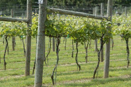 Как сделать опору под виноград своими руками | Азбука огородника | Дзен